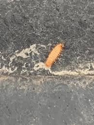 car are carpet beetle larvae