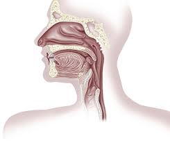 11 symptoms of a sinus infection