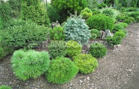How To Choose Miniature Conifers For