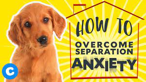 overcome separation anxiety chewy