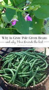 why i love emerite pole beans why