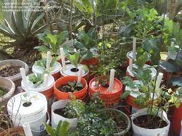Alternative Gardening E Buckets 1 By