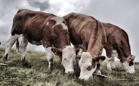 La stalla è iscritta al consorzio lombardo produttori carne bovina, questo con i. Allevamento Biologico Azienda Agricola Biologica La Sisile