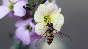 How to rid of hover flies. How To Get Rid Of Hoverflies Quick And Easy