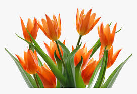 Like its name suggests, this magnolia looks a lot like a tulip and is usually deep burgundy in color. Tulips Spring Flower Free Picture Transparent Background Orange Flowers Png Png Download Transparent Png Image Pngitem