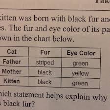 A Kitten Was Born With Black Fur And Green Eyes The Fur And