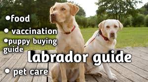 Labrador Retriever Dog Guide In Hindi Puppy Buying Guide Vaccination Food Care