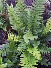 Ferns That Tolerate Dry Shade