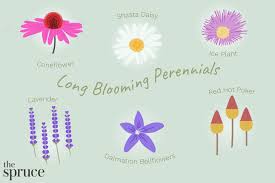 Best Perennials That Offer Long Bloom