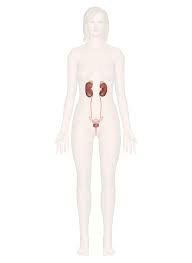 Urinary System Anatomy And Physiology With Interactive Pictures