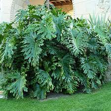 Image result for philodendron