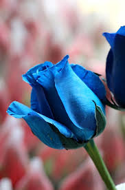 The flowers are part of the flower quest to upgrade your race to v2. Blue Rose Is It Real Beautiful Roses Beautiful Flowers Blue Roses