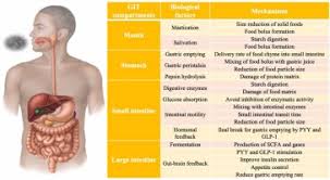 human digestive system