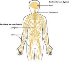 Neuroinflammation, autonomic nervous system dysfunction. Central Nervous System Facts For Kids