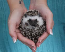 Pets offered by humane societies and shelters, owners and breeders locally 1 year old male hedgehog for sale. Hedgehogs Janda Exotics Animal Ranch United States