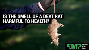 Is Dead Rat Smell Harmful To Health