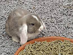 best bedding for rabbits our top 6