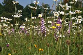 how to make a wildflower meadow the