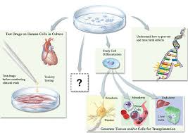Stem Cell Research Pros And Cons Essay