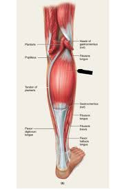 Tendons attach the muscles to each other. Print Lower Extremity Muscles Flashcards Easy Notecards Anterior Leg Muscles Muscle Anatomy Peroneus Longus
