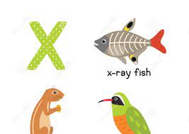 Animal en X , Animal commençant par X - Informations