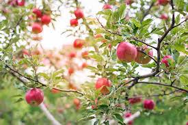 A young apple tree must put much energy into the development of roots and upward growth before it will put energy into fruiting. 19 Best Apple Tree Varieties With A Guide To Flowering Groups Gardener S Path
