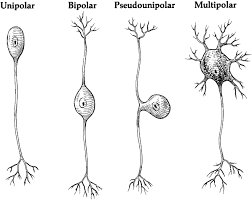 unipolar neuron an overview