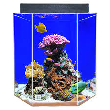 Clear For Life 55 Gallon Hexagon Aquarium Size 55 Gal Blue