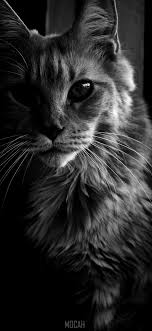 294087 cat whiskers black white