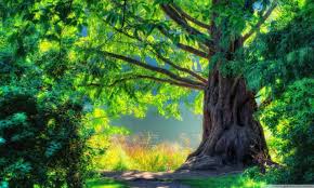 Find the best nature images in one place. Beautiful Tree Wallpapers Group 71