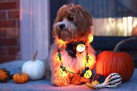 shih tzu and poodle mix