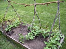 Trellis Your Green Beans 7 How To