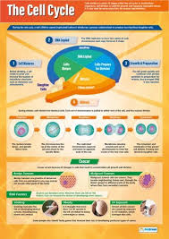 The Cell Cycle Poster Science Biology Cell Biology