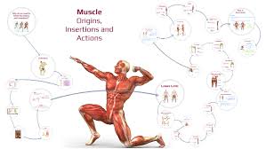 Your lower body muscles are the foundation of your house, and we must condition them first. Lower Body Muscle Origins And Insertions By Amanda Gayler