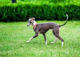 This calculator allows the user to adjust the rate of aging during the first two years of the dogs life. Italian Greyhound Vs Chart Polski Breed Comparison