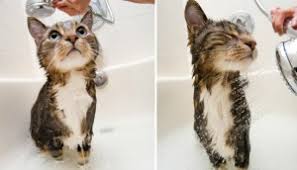 I bathed my cat in a shower with glass sliding doors. How Often Should I Give My Cat A Bath Petfirst
