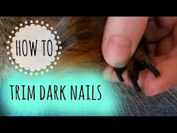 how to trim dark nails on a guinea pig