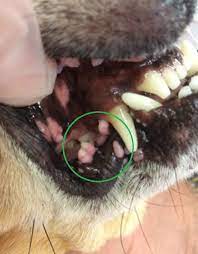 lumps often found inside a dog s mouth
