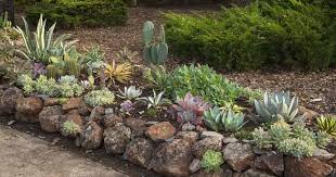 15 Succulent Rock Garden Ideas