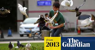Most forms of the virus the treatment for bird flu may vary depending on the symptoms highlighted in the patient. Avian Flu Chinese Pigeon Fanciers Vaccinate Tens Of Thousands Of Birds China The Guardian