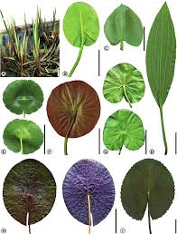 leaf morphology and venation pattern of