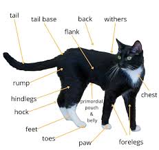 external anatomy of a cat explore cats