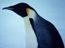 Do penguins eat meat?