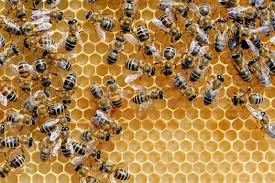honeybee removal in tirupati safe