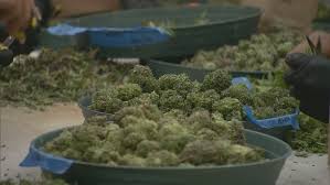 Check spelling or type a new query. You Can Get A Medical Cannabis Card In Utah Starting Sunday Here S What You Need To Know Kutv