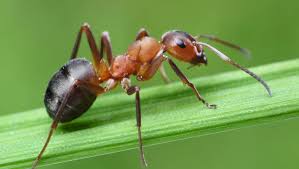 Ameisen mit starken gerüchen bekämpfen. Ameisen Im Haus So Bekampfst Du Die Insekten In Wohnung Und Garten Bunte De