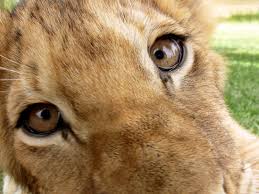 lion lion cub big cat feline eyes