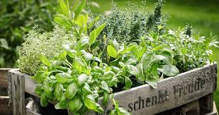 15 Herb Garden Ideas You Can Try