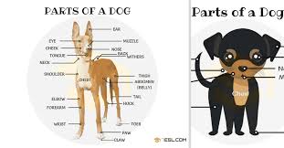 Parts Of A Dog Useful Dog Anatomy With Pictures 7 E S L