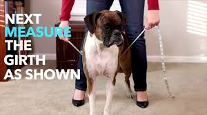 Petsafe How To Measure Your Dog For The Easy Walk Harness In 30 Seconds Or Less